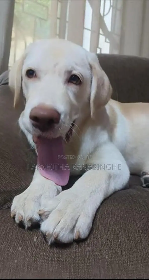 Labrador Puppies