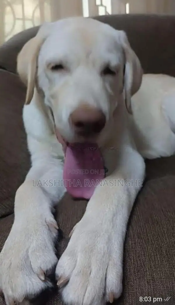 Labrador Puppies