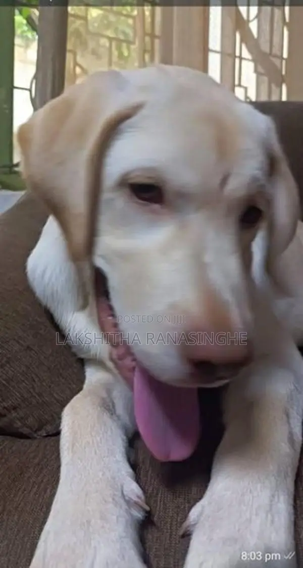 Labrador Puppies