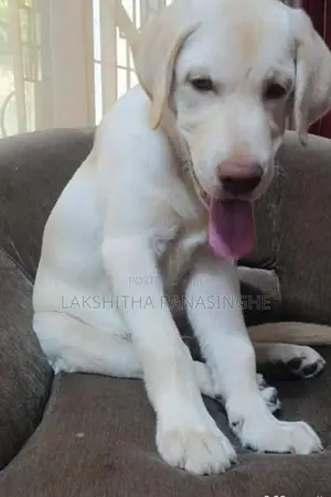 Labrador Puppies