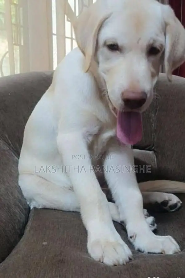 Labrador Puppies