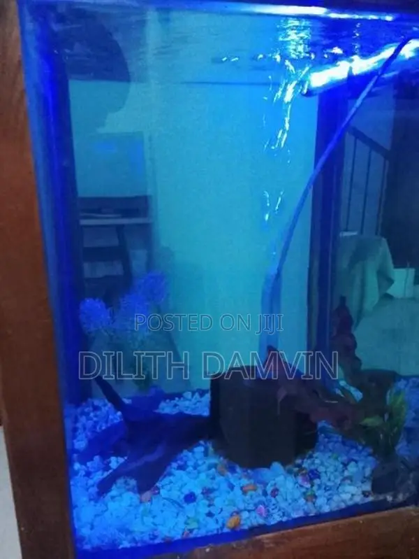 Fish Tank