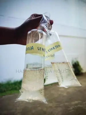 Moina Starter Culture ( Fish Food )