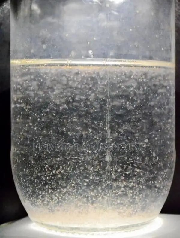 Moina Starter Culture ( Fish Food )