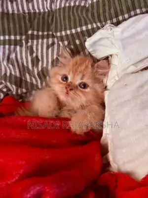 Persian Kitten