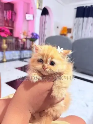 Persian Kitten