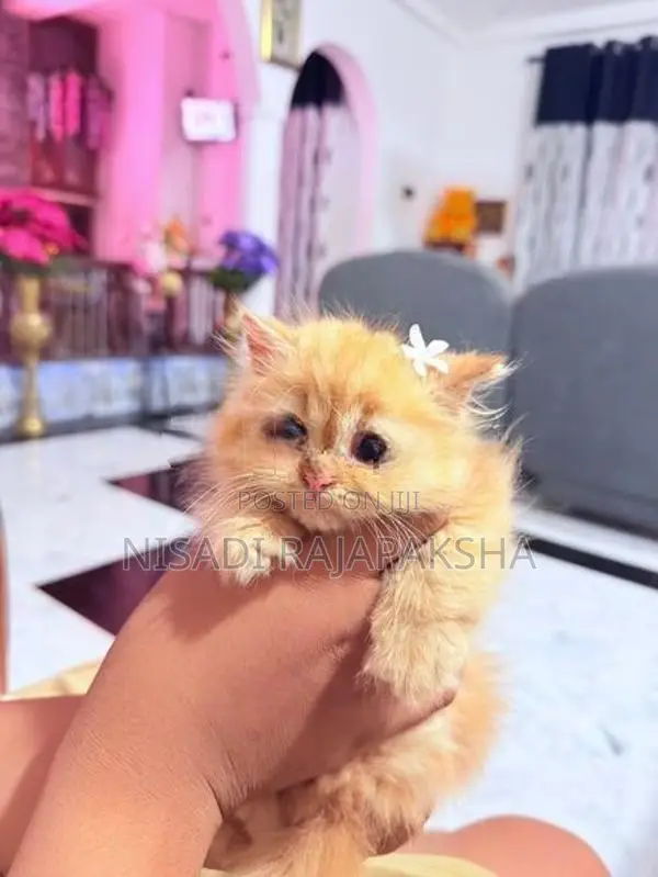 Persian Kitten