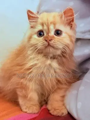 Persian Kitten