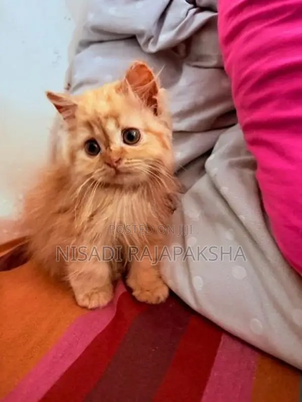 Persian Kitten