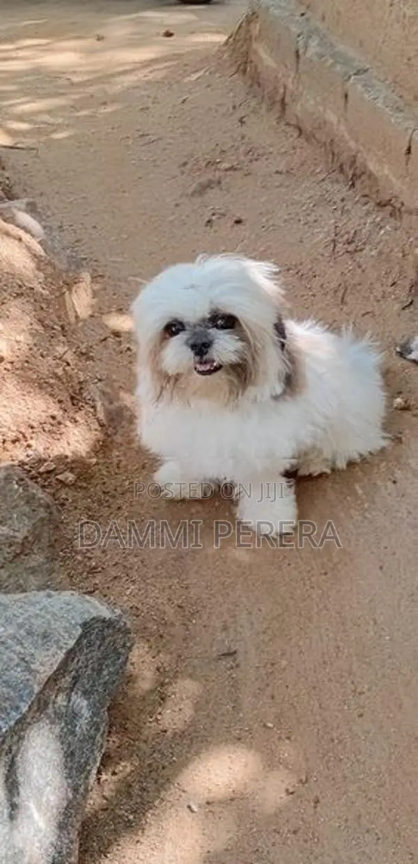 Shih Tzu Puppy