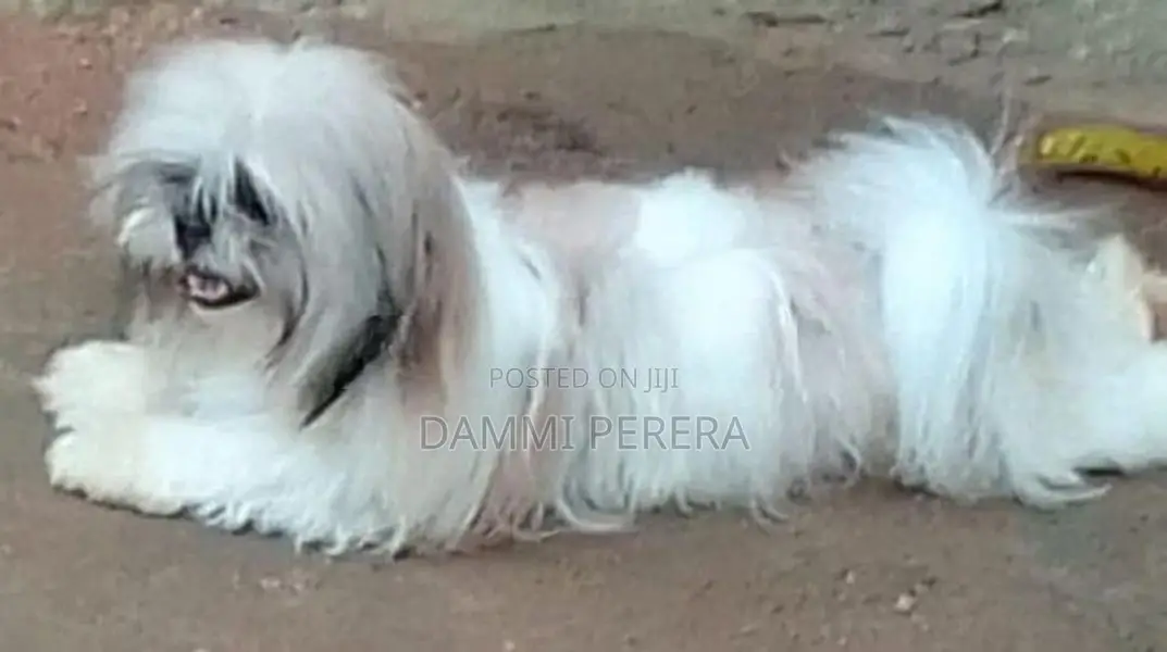Shih Tzu Puppy