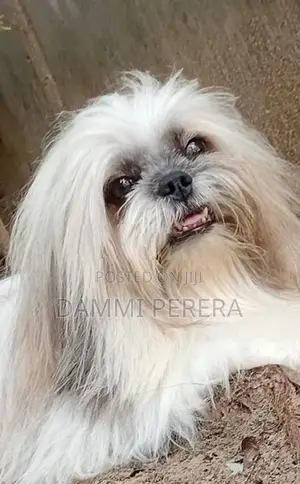 Shih Tzu Puppy