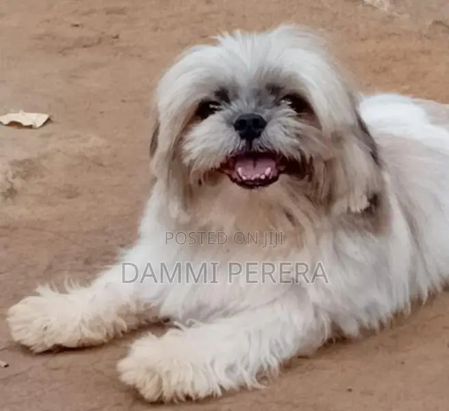 Shih Tzu Puppy
