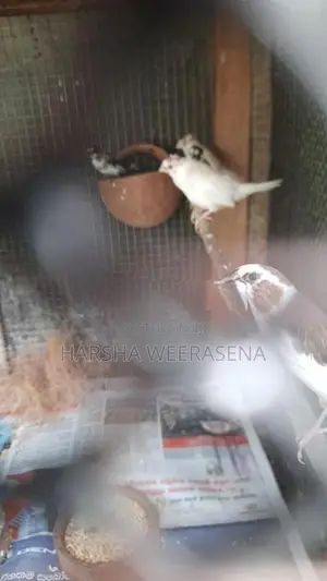 Finches Birds