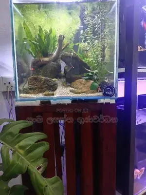 Planted Fish Tank