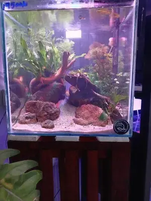 Planted Fish Tank