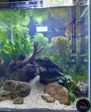Planted Fish Tank