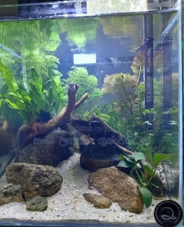 Planted Fish Tank