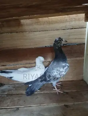 Pigeons