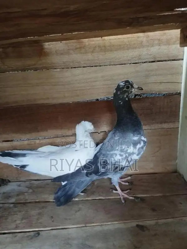 Pigeons