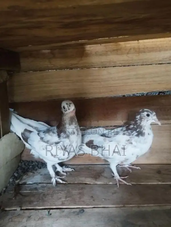 Pigeons