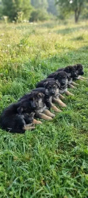 Germany Puppies