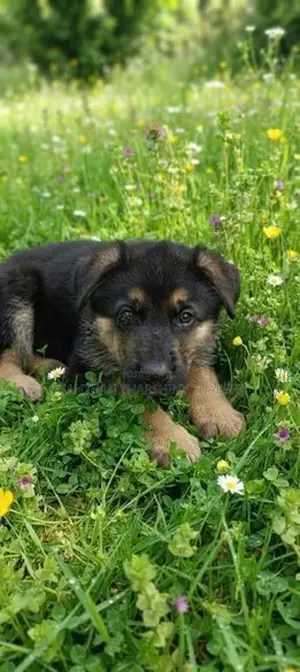 Germany Puppies