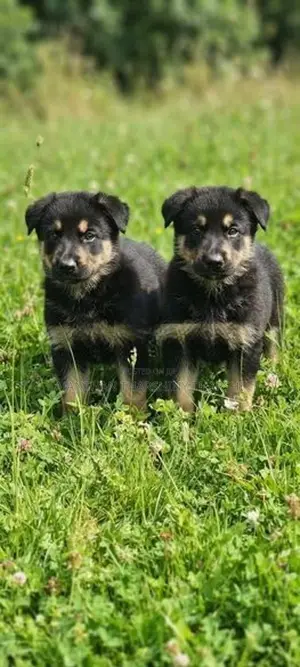 Germany Puppies