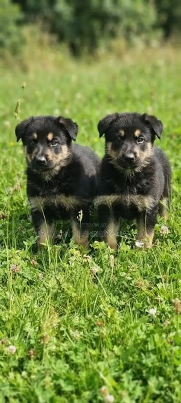 Germany Puppies