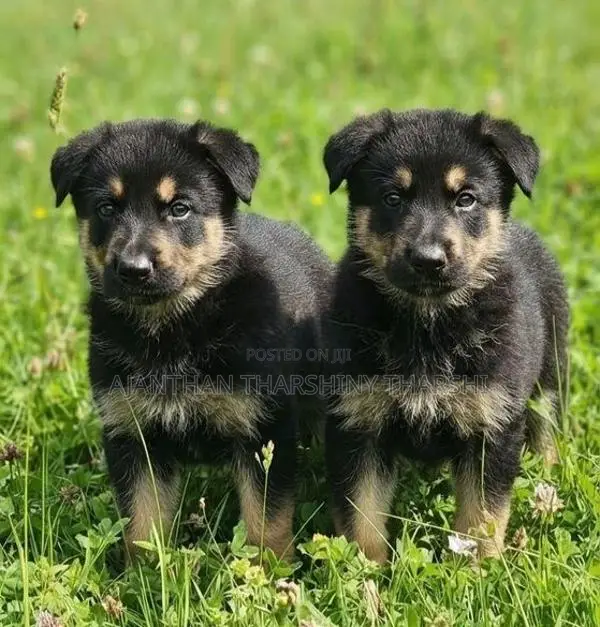Germany Puppies