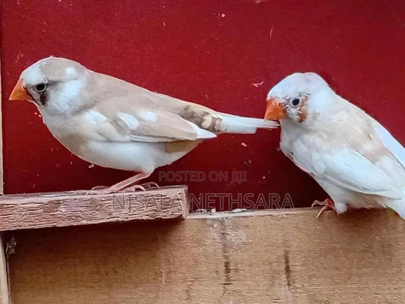 Finches Birds