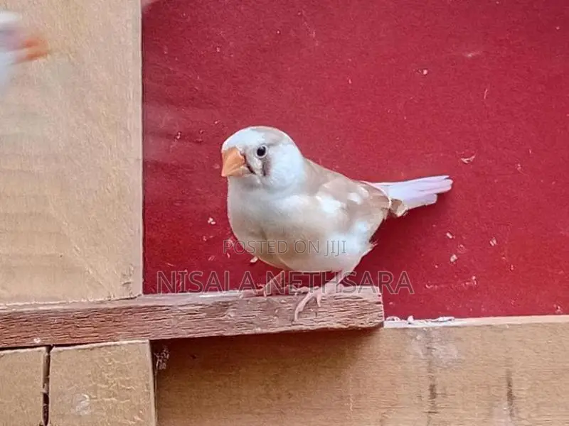 Finches Birds
