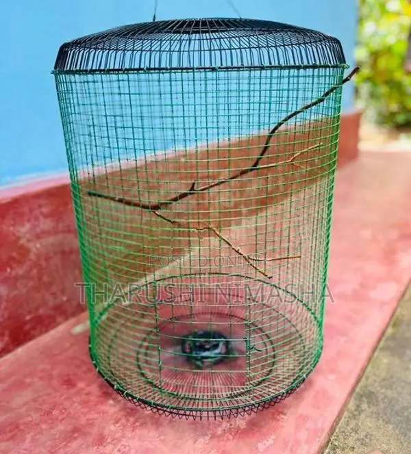 Bird Cage