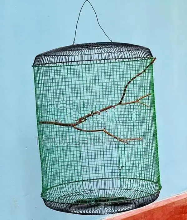 Bird Cage