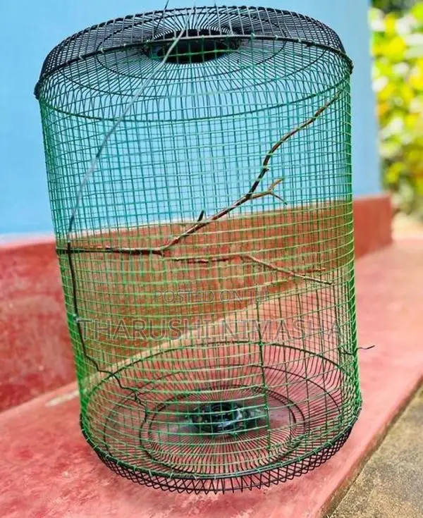 Bird Cage