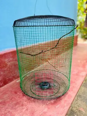 Bird Cage