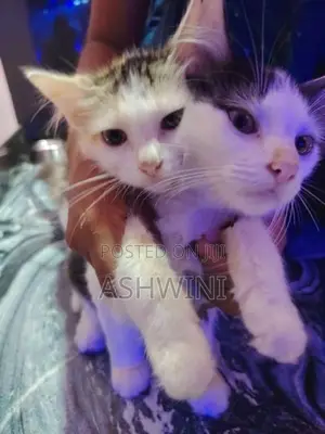 Persian Cats