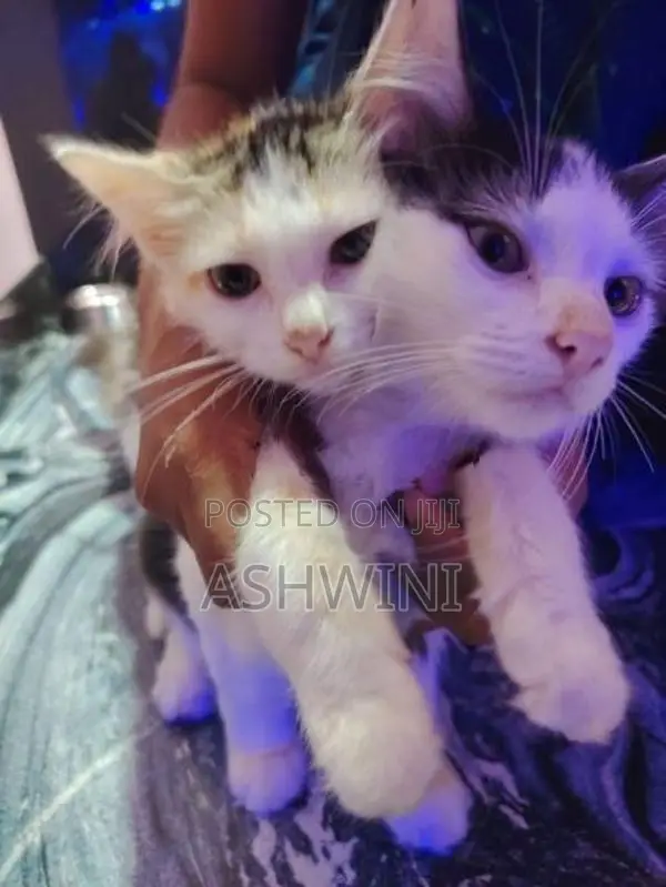 Persian Cats