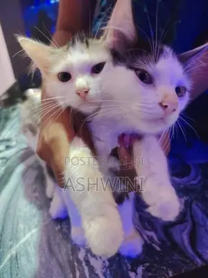 Persian Cats