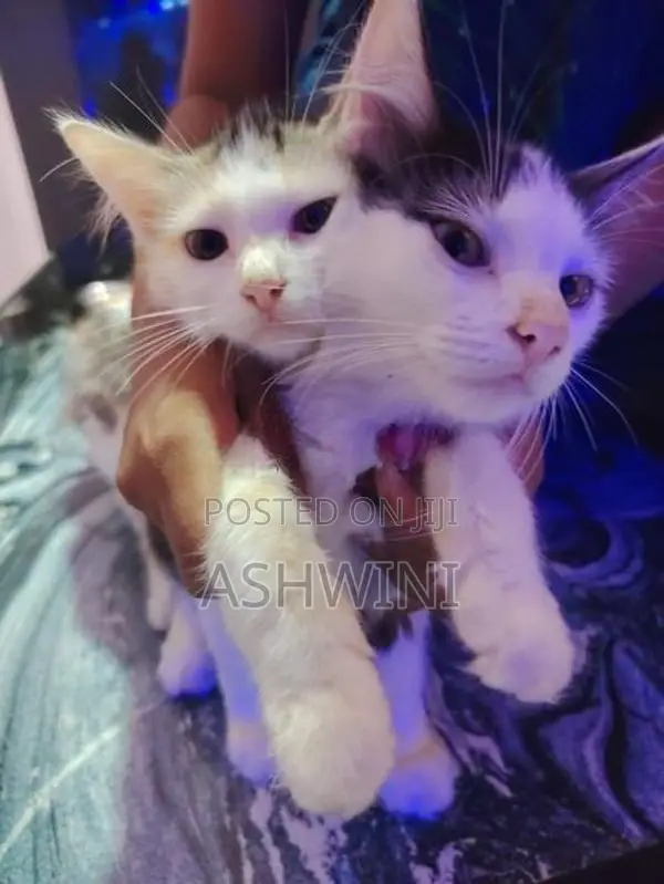 Persian Cats