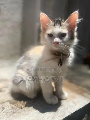 Persian Cats