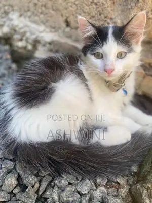 Persian Cats
