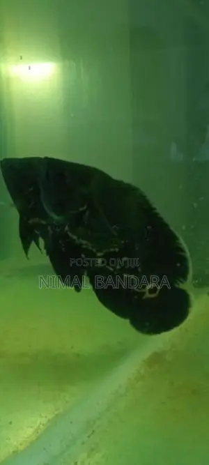 Oscar Fish