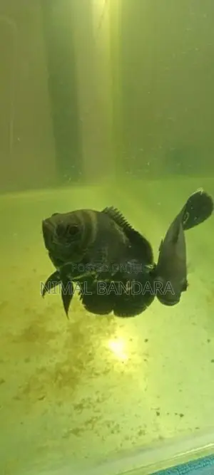 Oscar Fish