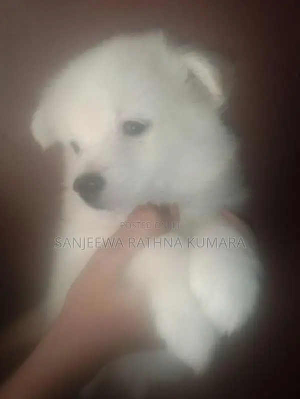 Japanese Spitz Puppies