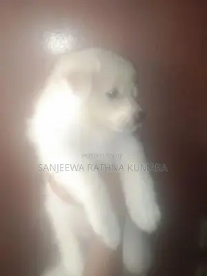 Japanese Spitz Puppies