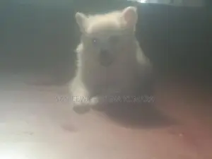 Japanese Spitz Puppies