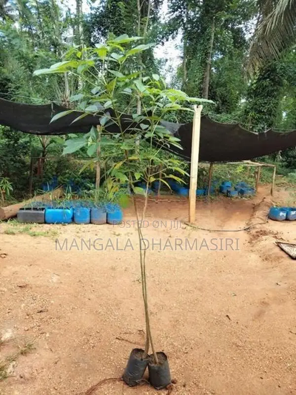 Robarosiya Plant