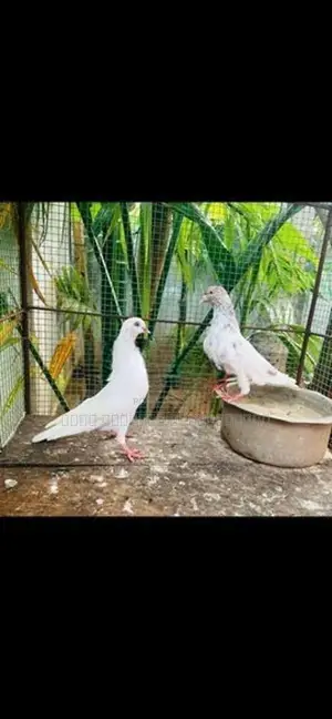 Pigeon
