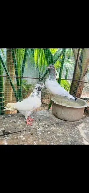 Pigeon